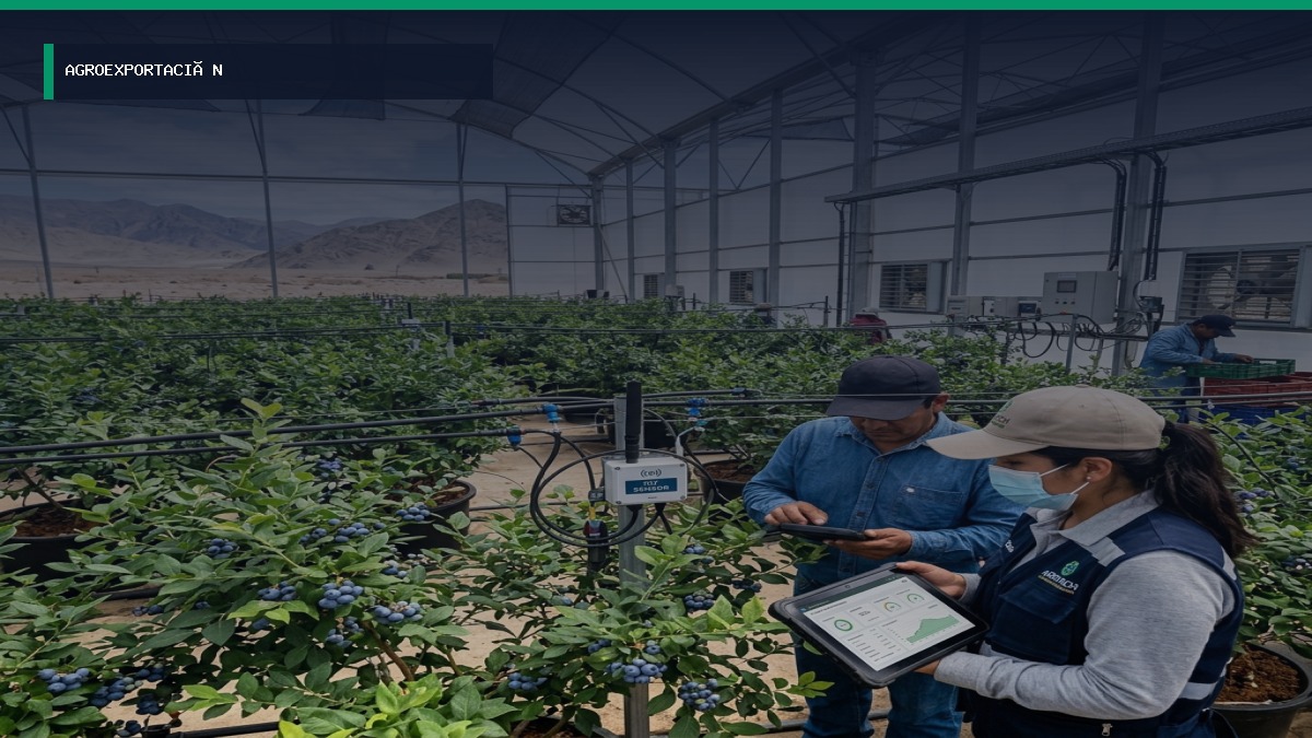 Agrotecnología y sensores de precisión disparan la exportación de arándanos y paltas en Ica y Piura